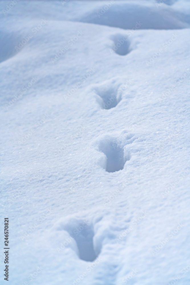 Footprints on smooth snow on a sunny day Footprints on smooth snow on a sunny day