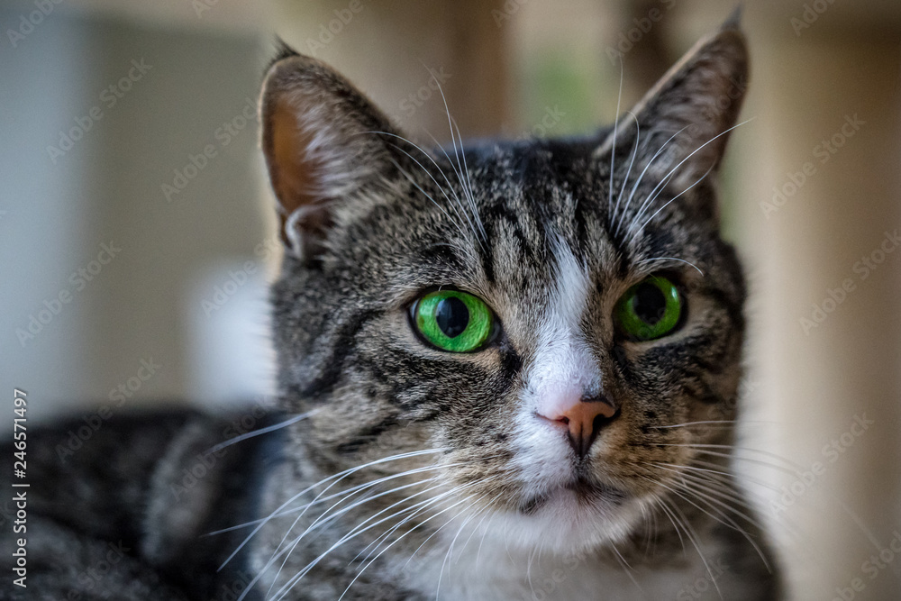 Katze mit grünen Augen