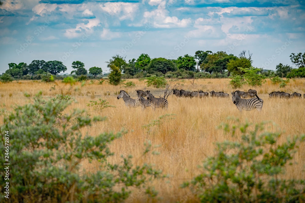 Zebra Herde in der Savanne 
