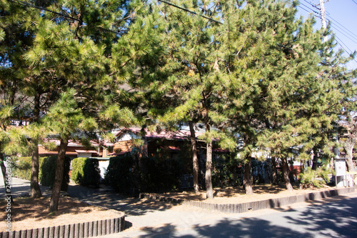 Avenue of pine trees on Tokaido road in Oiso town  Kanagawa prefecture  Japan