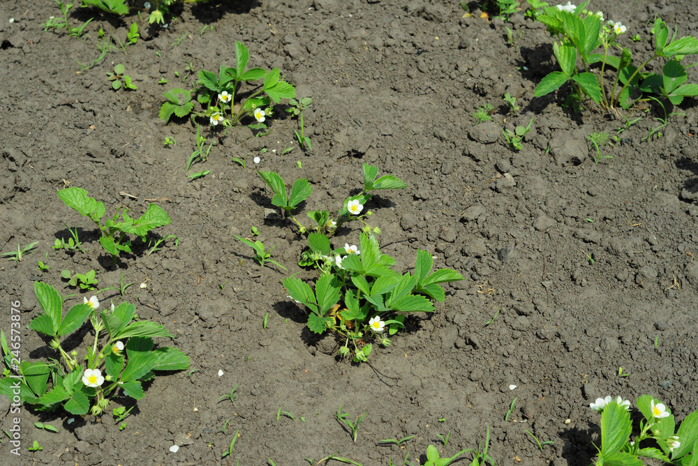 Blooming strawberries plant in the garden Blooming strawberries plant in the garden