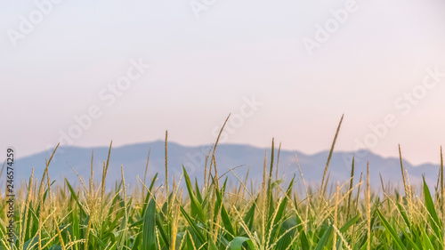 Grasses with mountain and sky in the background