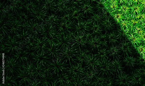 Closeup of green leaves texture background. Green leaves with beautiful pattern in jungle for organic concept. Natural plant in tropic garden. Nature background. Small green leaf in bush background.