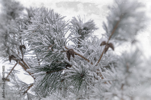 winter twig of coniferous tree covered with white fresh snow on a cold day