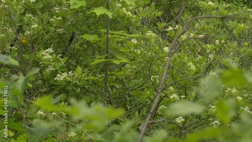 Medium wide shot of low level fresh summer bush with a blue winged warbler photo