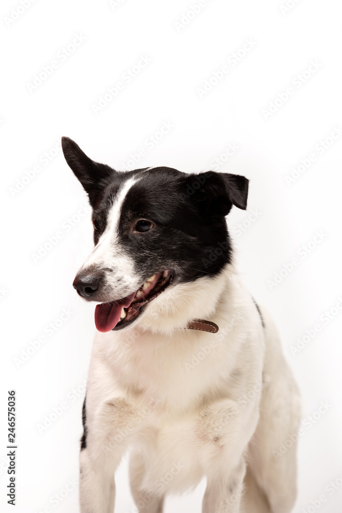 Adorable mixed-breed dog stands at white background Adorable mixed-breed dog stands at white background