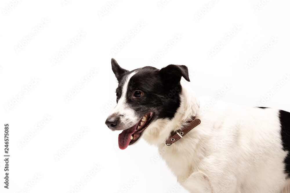 Adorable mixed-breed dog sits at white background Adorable mixed-breed dog sits at white background