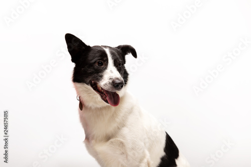 Adorable mixed-breed dog sits at white background © svetlanistaya