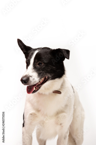Adorable mixed-breed dog stands at white background © svetlanistaya