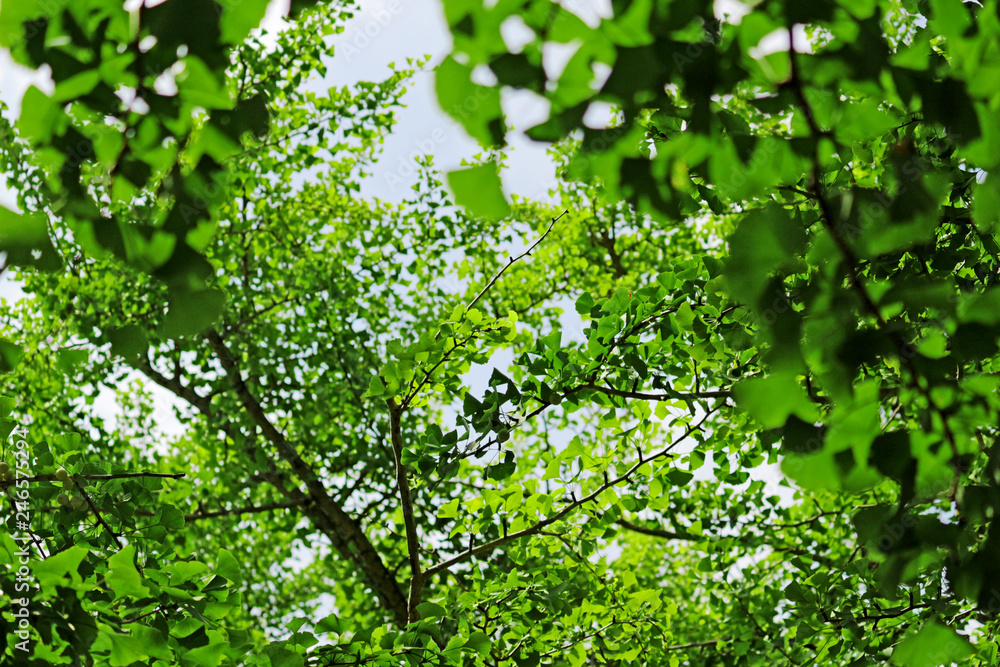 Fototapeta premium Fresh green texture covered like a canopy