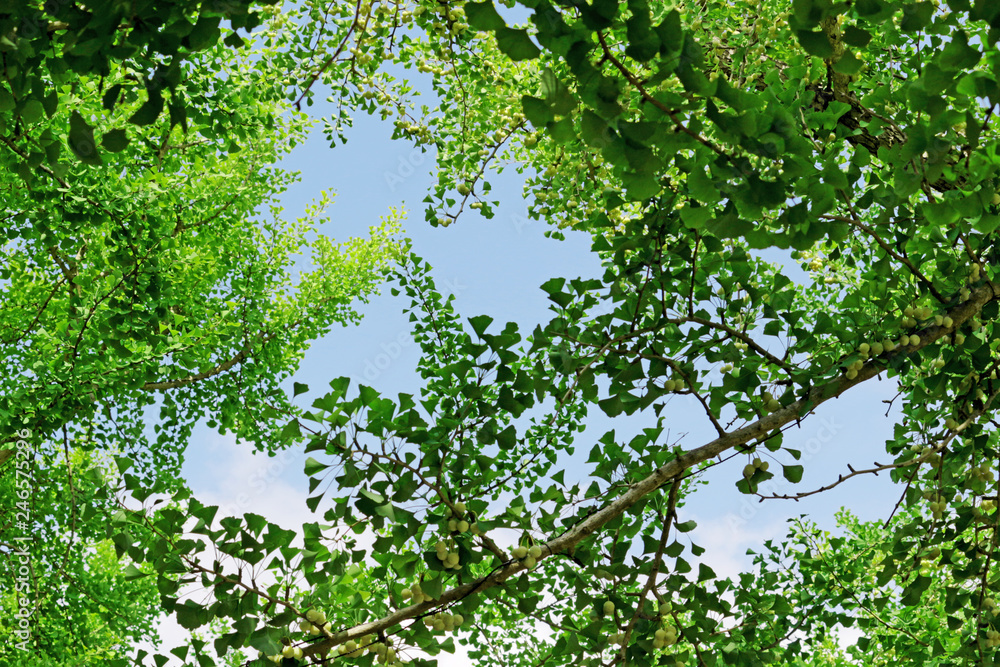 Fresh green texture covered like a canopy Fresh green texture covered like a canopy