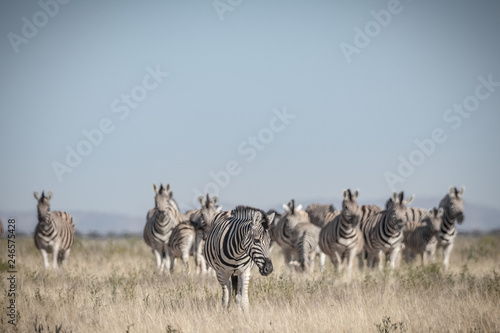 Zebraherde in Afrika