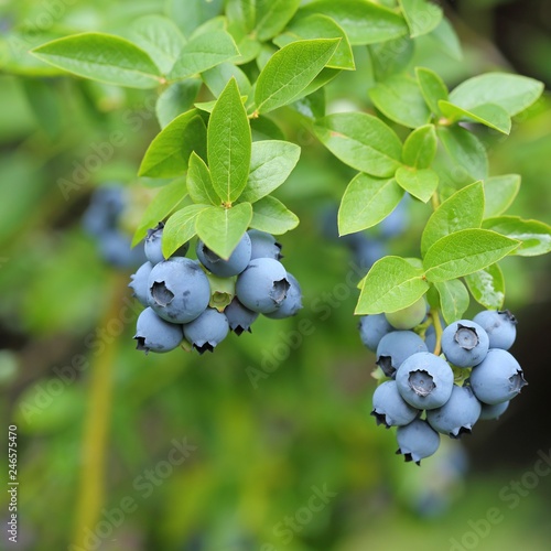 Highbush blueberry.