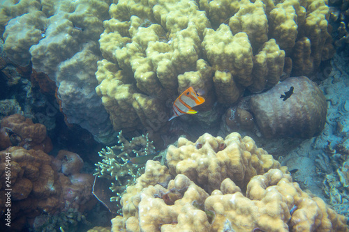 Yellow butterflyfish in corals. Coral reef underwater photo. Butterfly fish in seawater. Tropical seashore snorkeling © Elya.Q