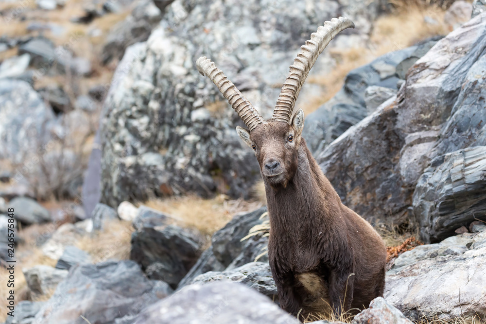 Stambecco delle Alpi, Parco Nazionale del Gran Paradiso, Italia Stambecco delle Alpi, Parco Nazionale del Gran Paradiso, Italia
