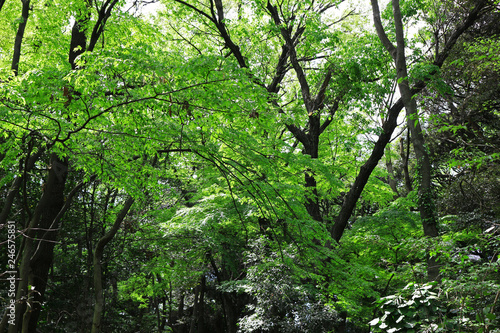 Scenery of the forest of the fresh green