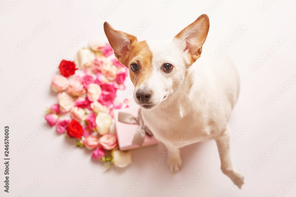 Valentine`s day composition with dog and flowers. Valentine card. Greeting card template. Space for text. Concept of Happy Valentine`s day. Mother`s day card. Spring flowers on pink background
