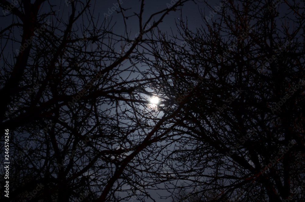 Obraz premium Darkness. Full moon behind naked tree branches in a starry sky and a little overcast night on countryside. Cold nights in early springtime. Laying on the ground and counting stars. Looking for ufo