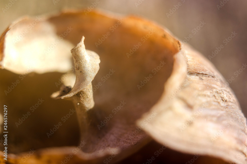 Foto de Macro shot of a Brown broken and empty snail shell laying on ...