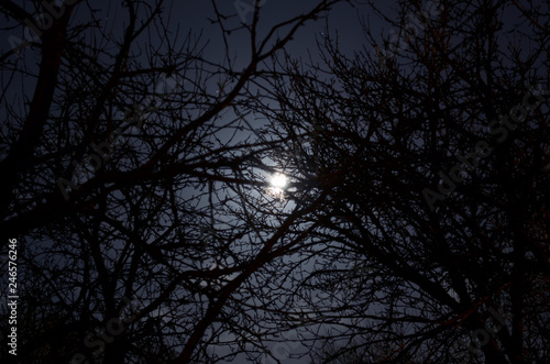 Darkness. Full moon behind naked tree branches in a starry sky and a little overcast night on countryside. Cold nights in early springtime. Laying on the ground and counting stars. Looking for ufo