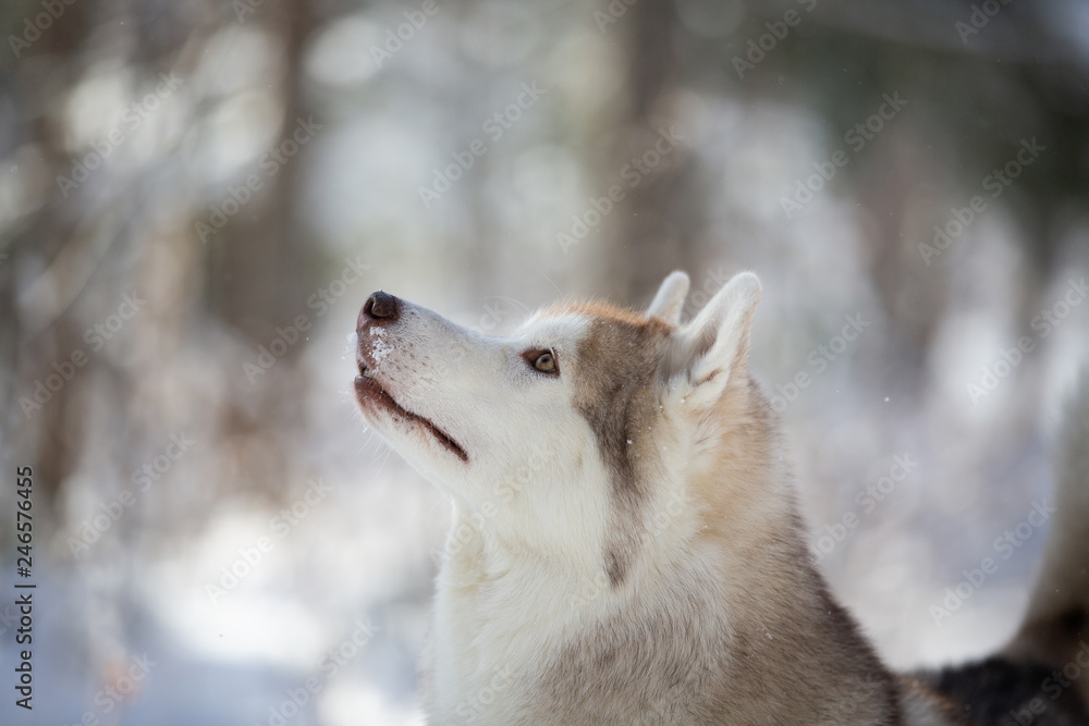 Stoned, beautiful and free Siberian Husky dog sitting on the snow in ...