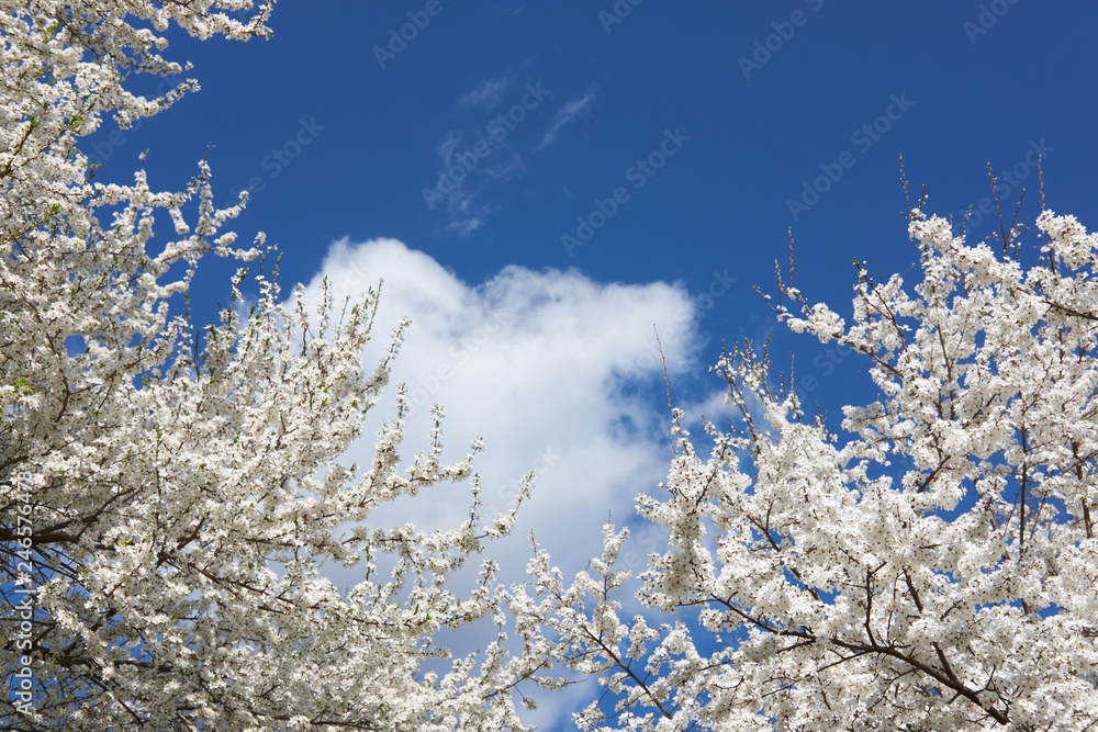 White beautiful blooming tree of sakura on blue sky background, spring season. Copy space.