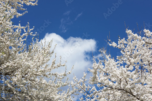 Wallpaper Mural White beautiful blooming tree of sakura on blue sky background, spring season. Copy space. Torontodigital.ca