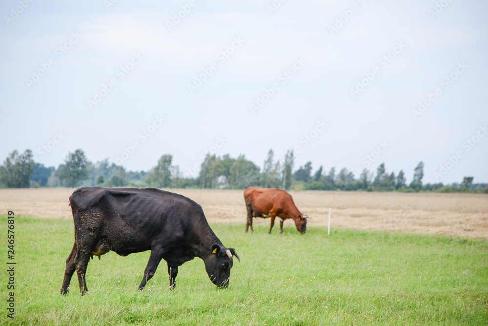 Cows eating green grass in meadow at countryside in the middle of summer.  