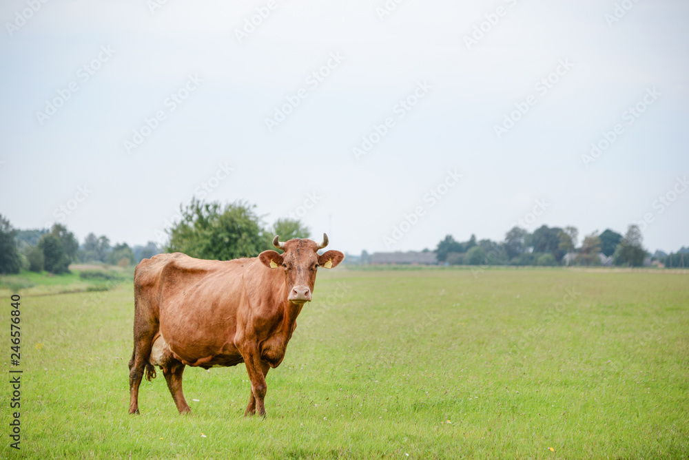 Cows eating green grass in meadow at countryside in the middle of summer.  