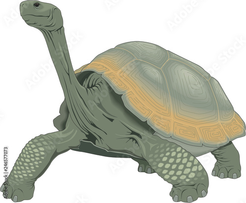 Galapagos Tortoise Vector Illustration