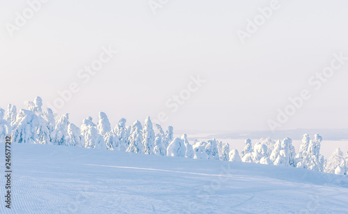 Heavy snow landscape. Photo from Sotkamo  Finland.