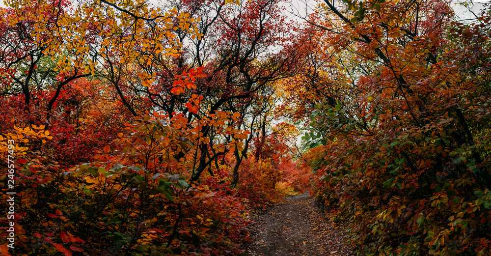 Fototapeta premium panoramic view of the autumn park