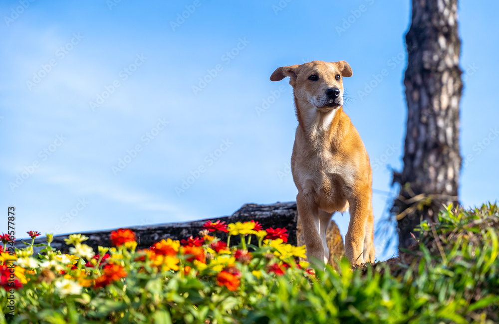 Portrait of brown cute Happy puppy with garden background while walking in may morning at sunrise. Cheerful brown puppy.. Portrait of brown cute Happy puppy with garden background while walking in may morning at sunrise. Cheerful brown puppy..