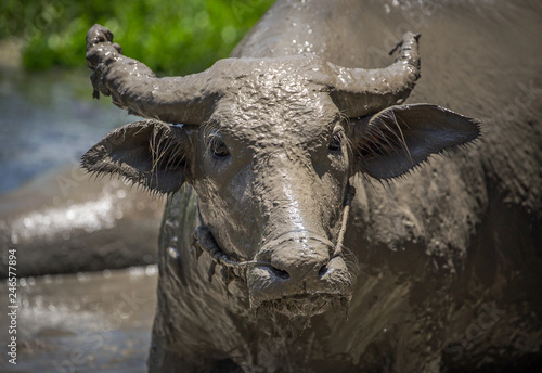 Water buffalo's face with mud.