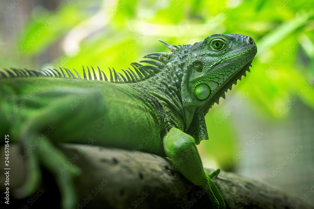 Green iguana is resting on the tree. Green iguana is resting on the tree.