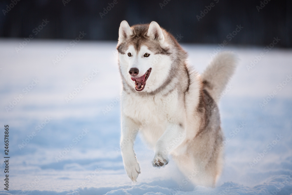Crazy, happy and funny beige and white dog breed siberian husky running on the snow in the field at sunset Crazy, happy and funny beige and white dog breed siberian husky running on the snow in the field at sunset