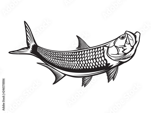 Tarpon fishing emblem. Black and white illustration of tarpon. Vector can be used for web design, cards, logos and other design photo