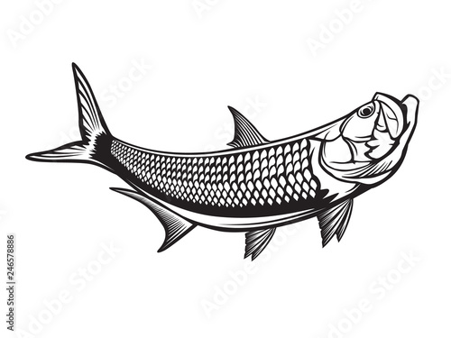 Tarpon fishing emblem. Black and white illustration of tarpon. Vector can be used for web design, cards, logos and other design