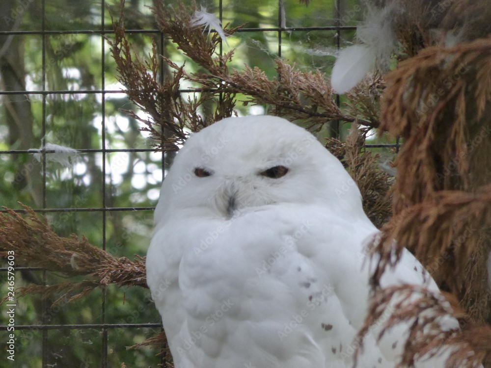 Obraz premium Snowy owl