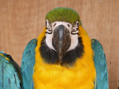 Blue-and-yellow macaw