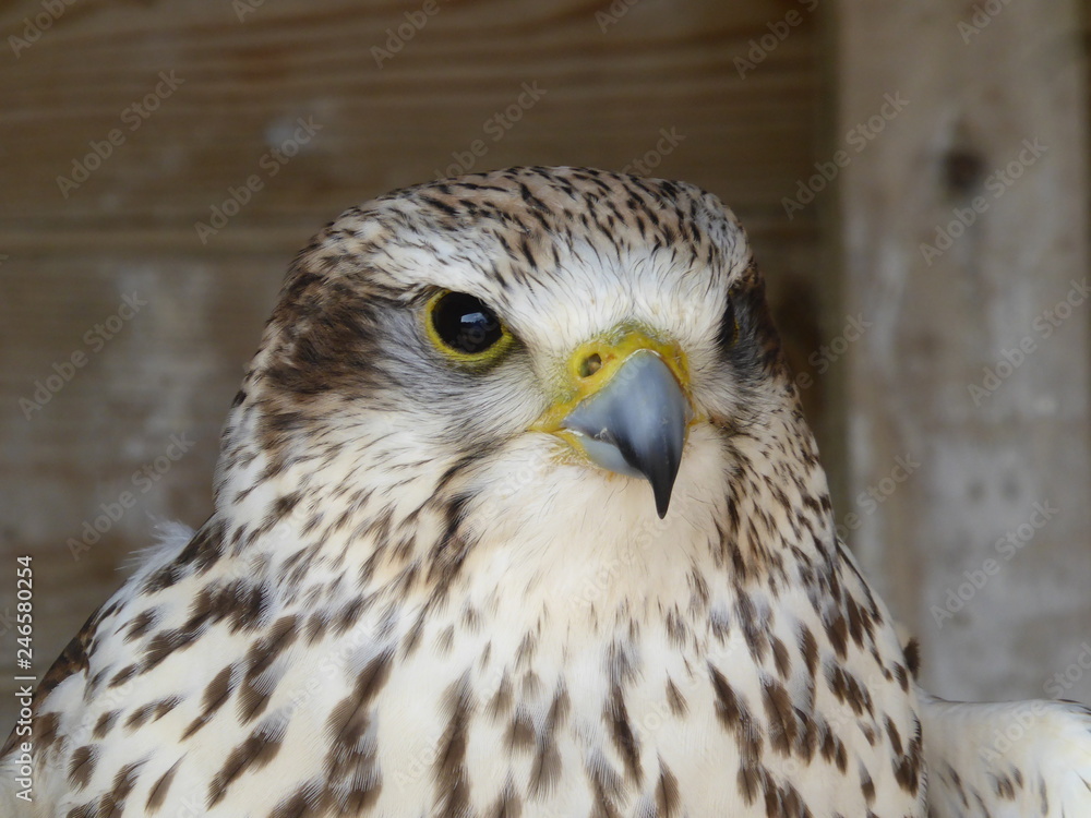 Prairie falcon Prairie falcon