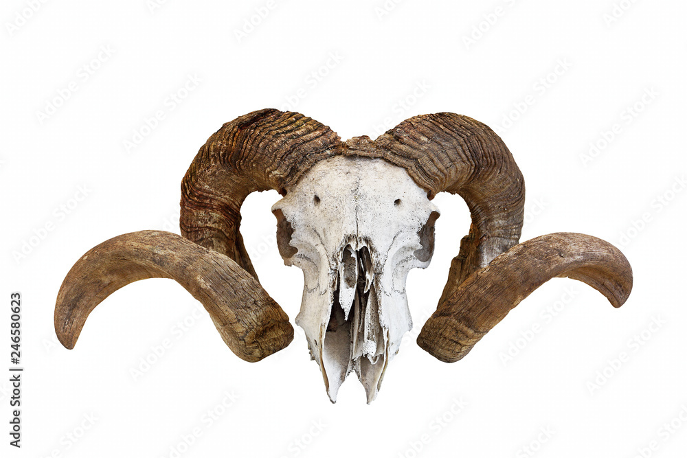 Fototapeta premium big ram skull over white
