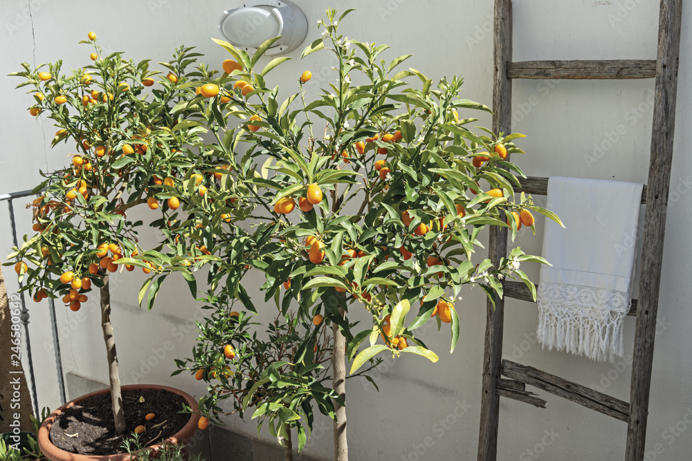 mandarino cinese pianta e frutto Stock Photo | Adobe Stock