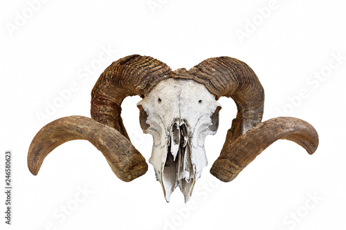 big ram skull over white