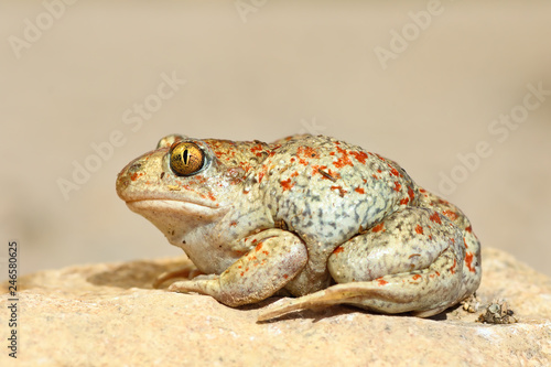 beautiful colored garlic toad