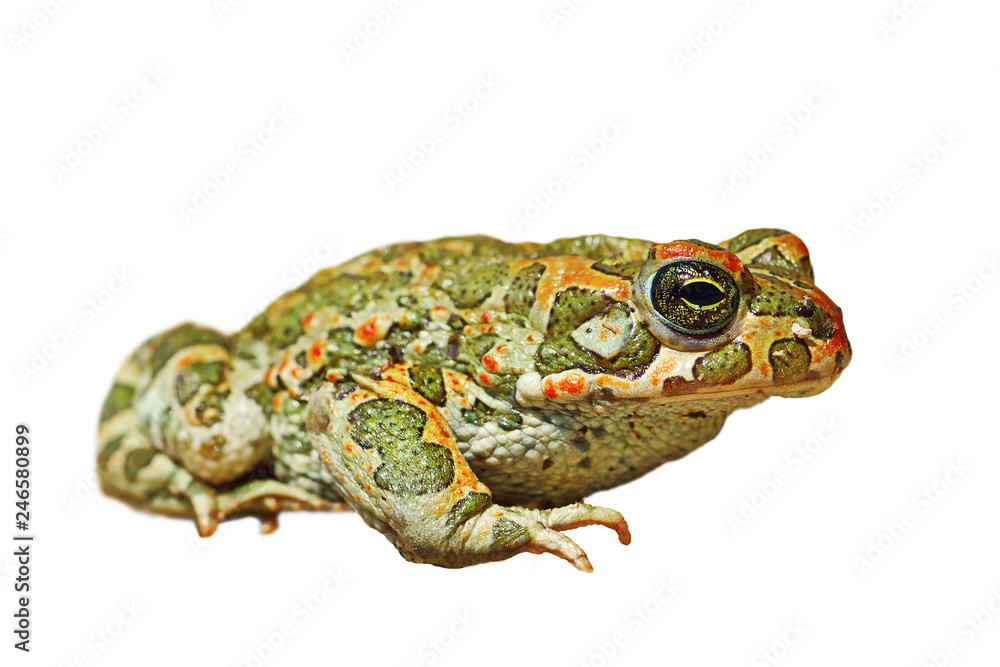 Fototapeta premium Bufotes viridis isolated over white