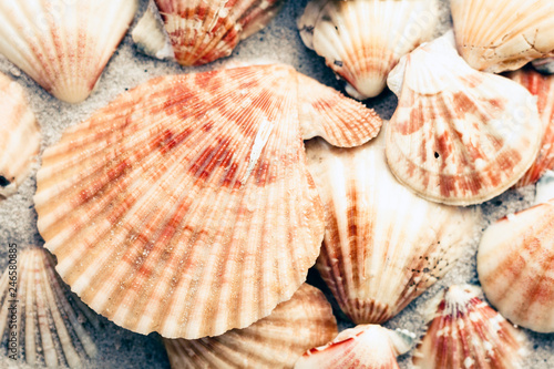 Seashells on the sand, summer beach background with copy space for text.