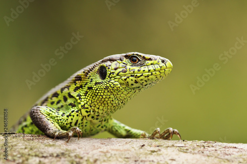 closeup of colorful male sand lizard