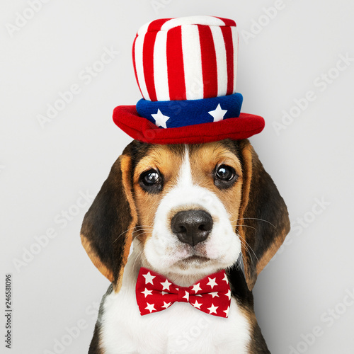 Cute Beagle puppy in Uncle Sam hat and bow tie © Rawpixel.com