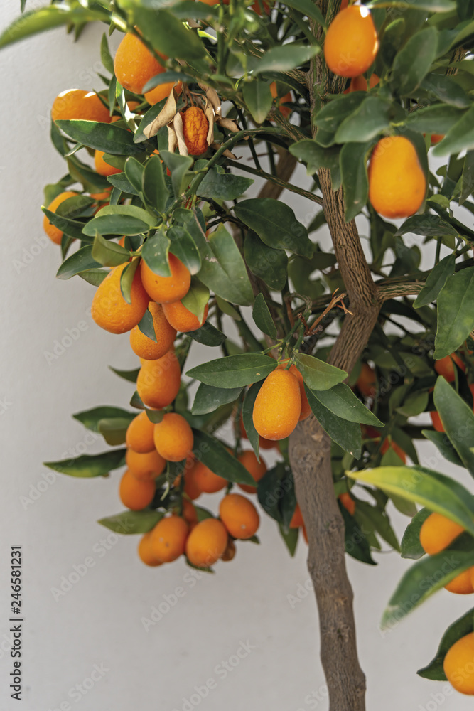 mandarino cinese pianta e frutto